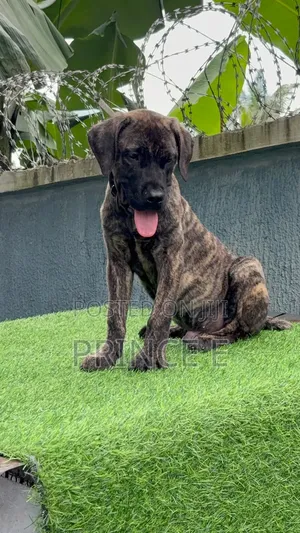 1-3 months Male Purebred Boerboel