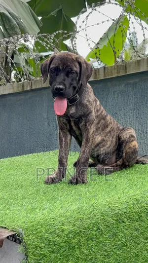 1-3 months Male Purebred Boerboel