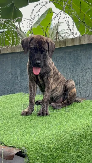 1-3 months Male Purebred Boerboel