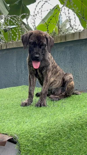 1-3 months Male Purebred Boerboel