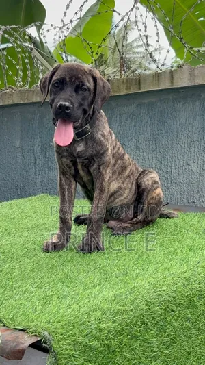 1-3 months Male Purebred Boerboel