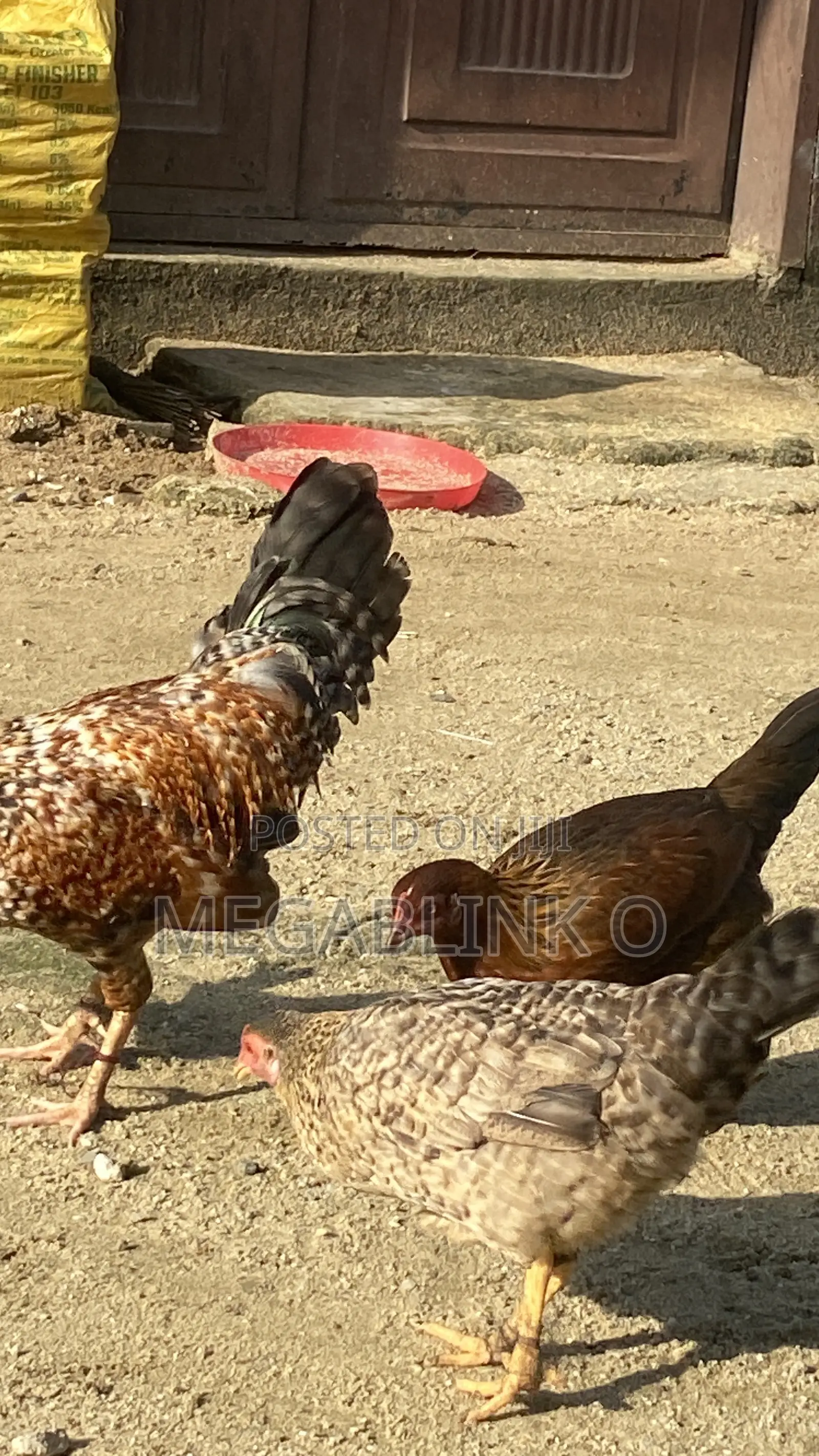 Local Chicken