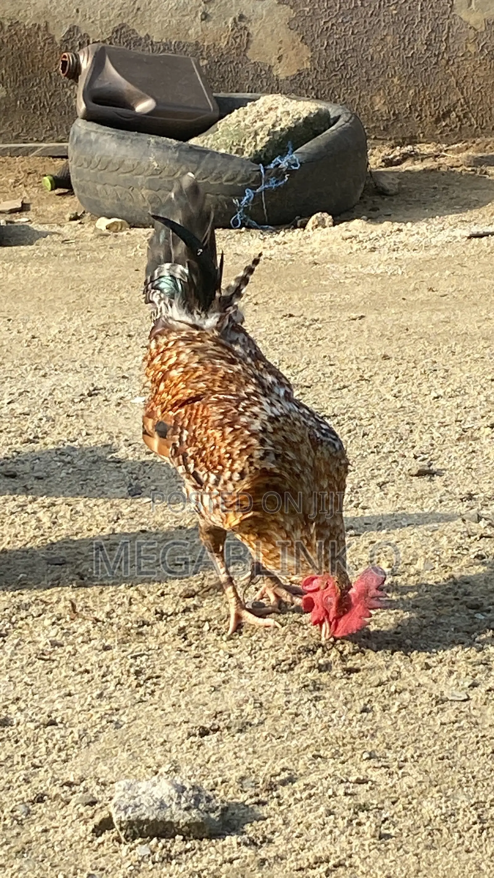 Local Chicken