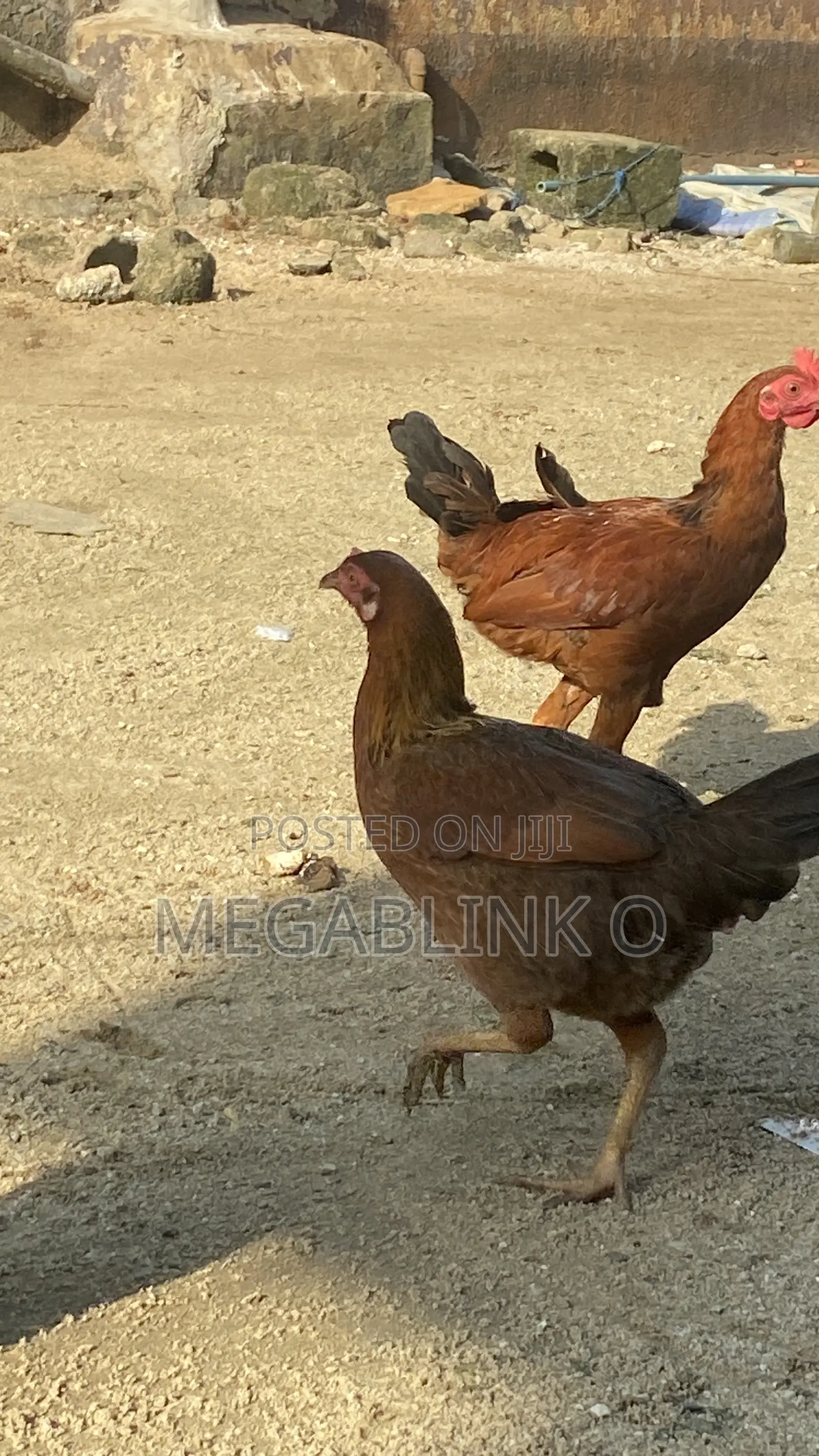 Local Chicken