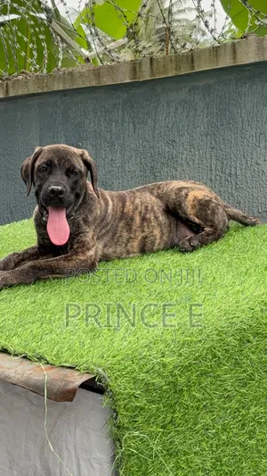 1-3 months Male Purebred Boerboel