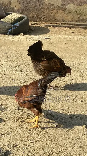 Local Chicken