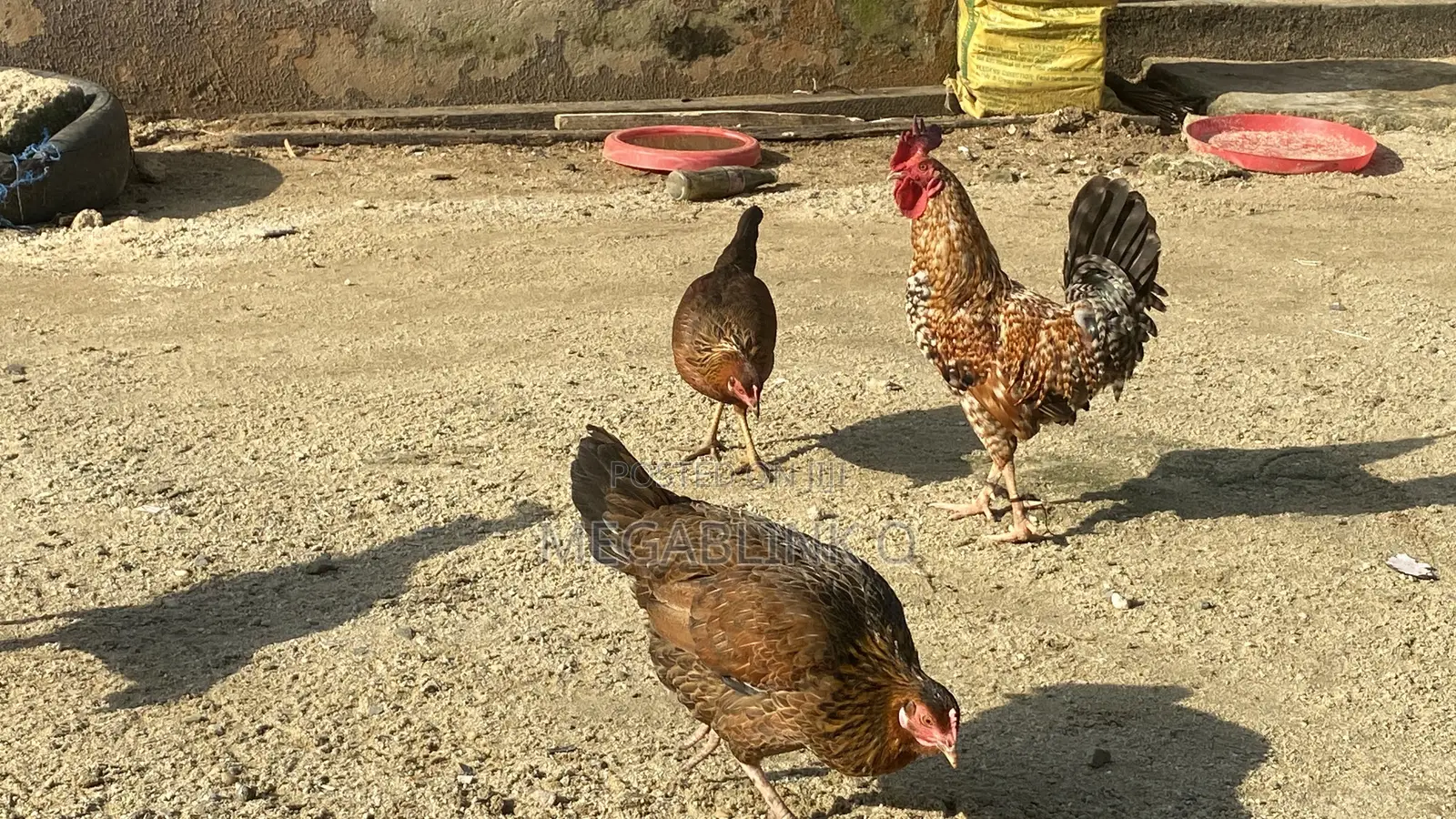 Local Chicken