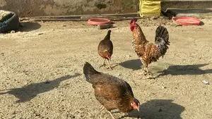 Local Chicken