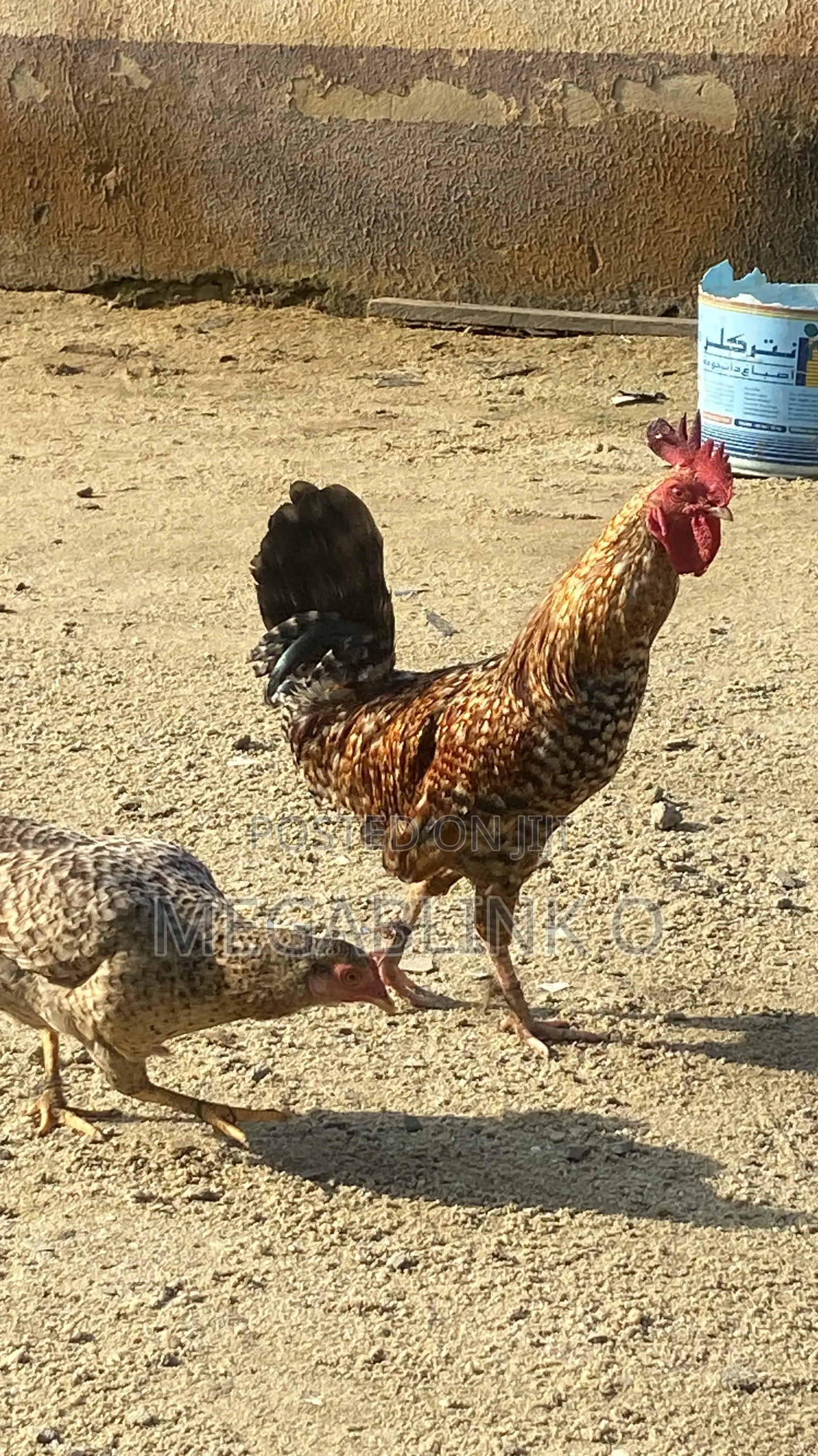 Local Chicken
