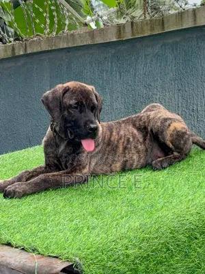 1-3 months Male Purebred Boerboel