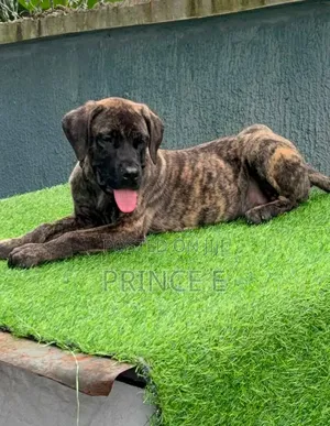 1-3 months Male Purebred Boerboel
