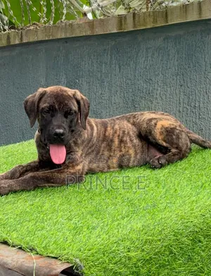 1-3 months Male Purebred Boerboel