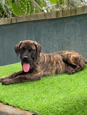 1-3 months Male Purebred Boerboel