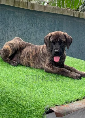 1-3 months Male Purebred Boerboel