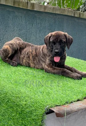 1-3 months Male Purebred Boerboel