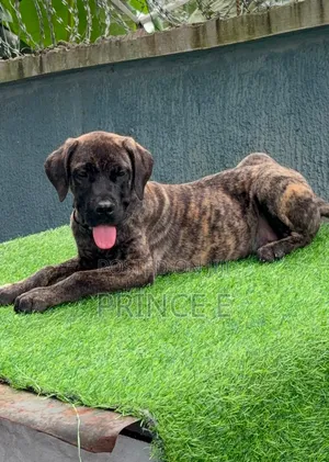 1-3 months Male Purebred Boerboel