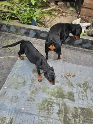 1-3 months Male Purebred Rottweiler
