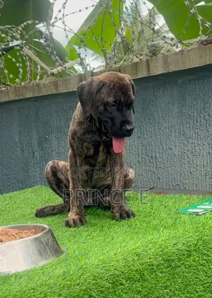 1-3 months Male Purebred Boerboel