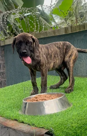 1-3 months Male Purebred Boerboel
