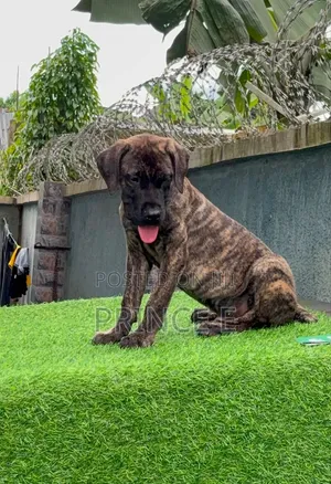 1-3 months Male Purebred Boerboel