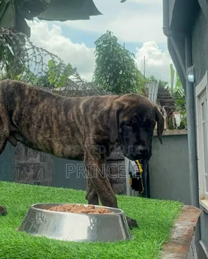 1-3 months Male Purebred Boerboel