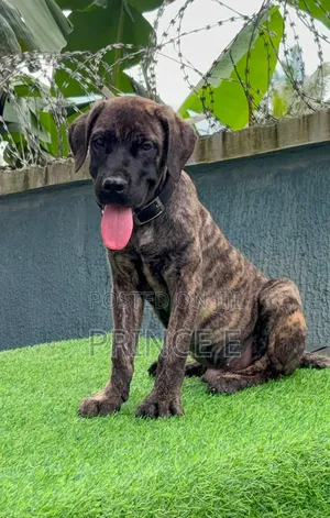 1-3 months Male Purebred Boerboel