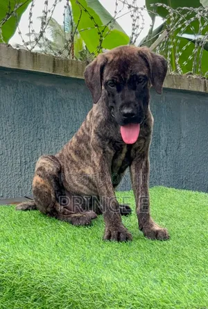 1-3 months Male Purebred Boerboel