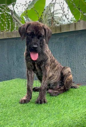 1-3 months Male Purebred Boerboel