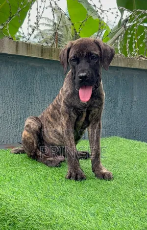 1-3 months Male Purebred Boerboel