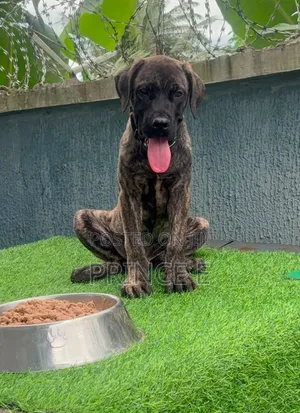 1-3 months Male Purebred Boerboel
