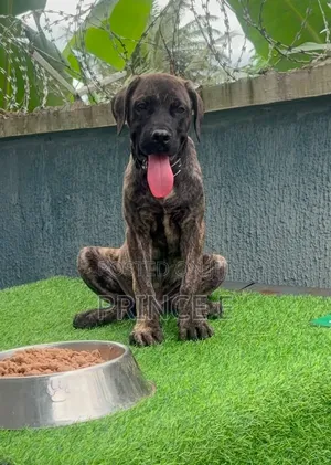 1-3 months Male Purebred Boerboel