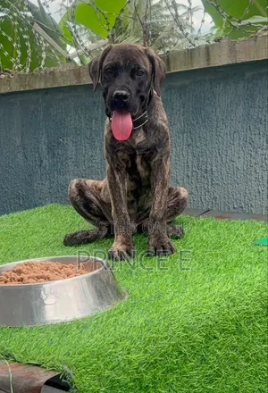 1-3 months Male Purebred Boerboel