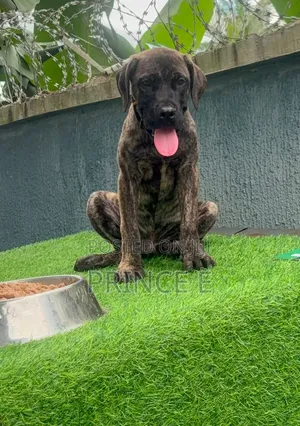 1-3 months Male Purebred Boerboel