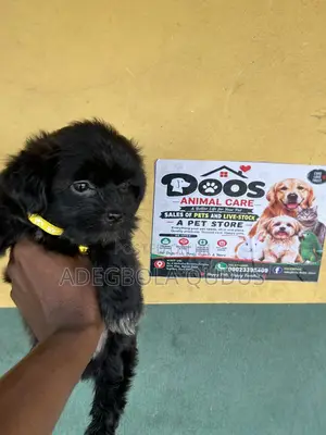 1-3 months Male Purebred Lhasa Apso