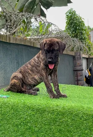 1-3 months Male Purebred Boerboel