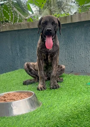 1-3 months Male Purebred Boerboel