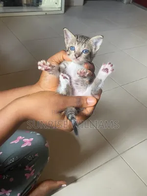 1-3 months Male Purebred American Shorthair