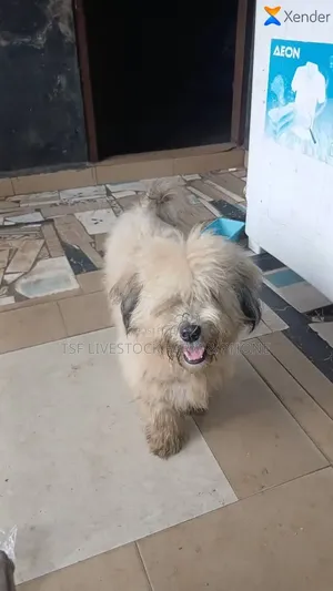 1-3 months Male Purebred Lhasa Apso