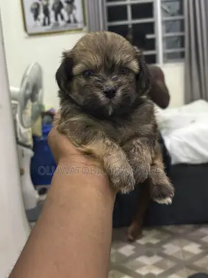 0-1 month Male Purebred Lhasa Apso