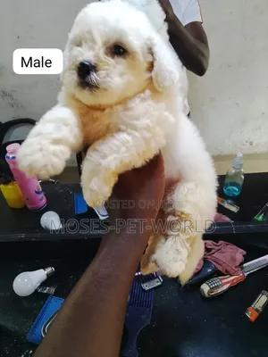 1-3 months Female Purebred Lhasa Apso