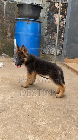 3-6 months Female Purebred German Shepherd