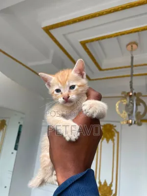 1-3 months Female Purebred American Shorthair