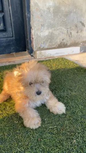 1-3 months Female Purebred Lhasa Apso