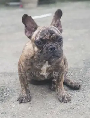 3-6 months Male Purebred French Bulldog