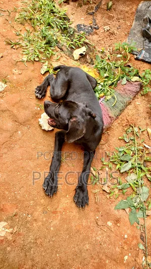 3-6 months Male Purebred Cane Corso