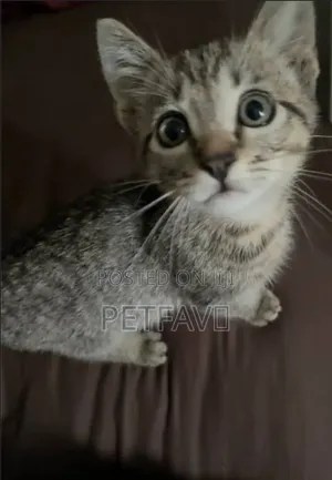 1-3 months Male Purebred Tabby