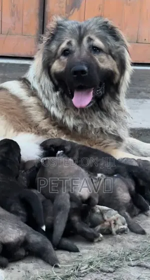 1-3 months Female Purebred Caucasian Shepherd