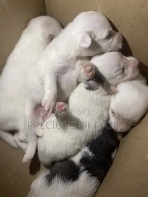 0-1 month Male Purebred American Eskimo