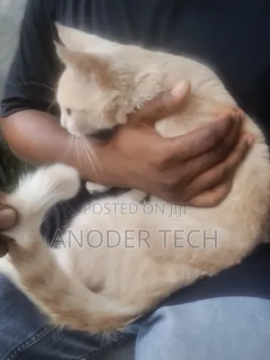 6-12 months Male Purebred Turkish Van