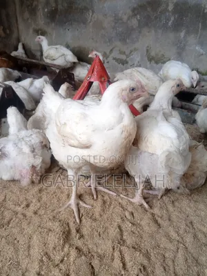 Healthy Broiler Chickens for Sale at Affordable Price